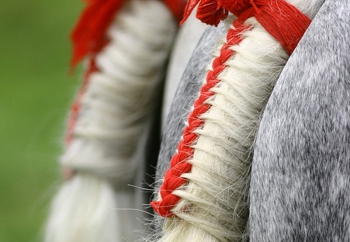 Percherons