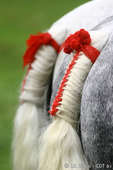 Percherons