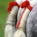 Percherons